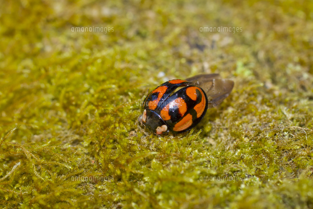 日溜まりに飛んできたテントウムシ の写真素材 イラスト素材 アマナイメージズ
