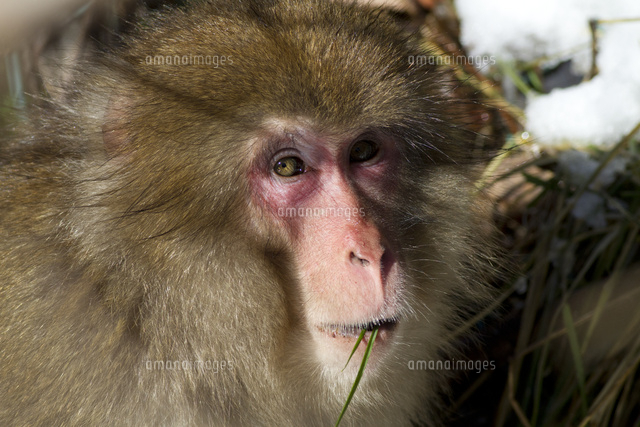 草を食べるニホンザル の写真素材 イラスト素材 アマナイメージズ