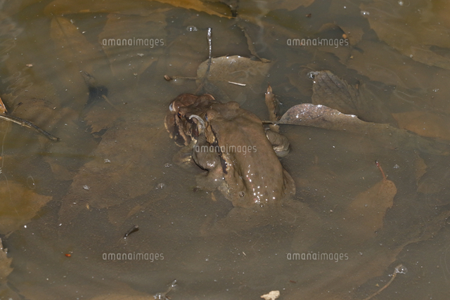 カップルの背中に乗るオスのアズマヒキガエル[25037002503]の写真