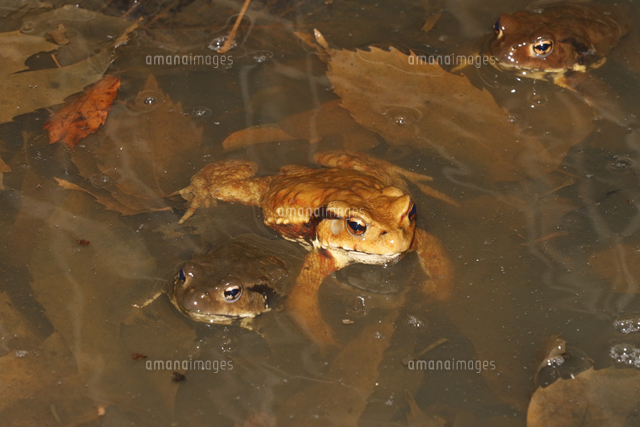 メスを探すアズマヒキガエルのオス の写真素材 イラスト素材 アマナイメージズ