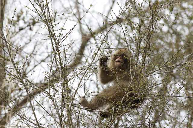 膨らんだ新芽を口の中でしごいて食べるニホンザル の写真素材 イラスト素材 アマナイメージズ