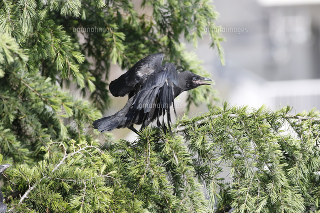 都市の街路樹で繁殖するカラス の写真素材 イラスト素材 アマナイメージズ