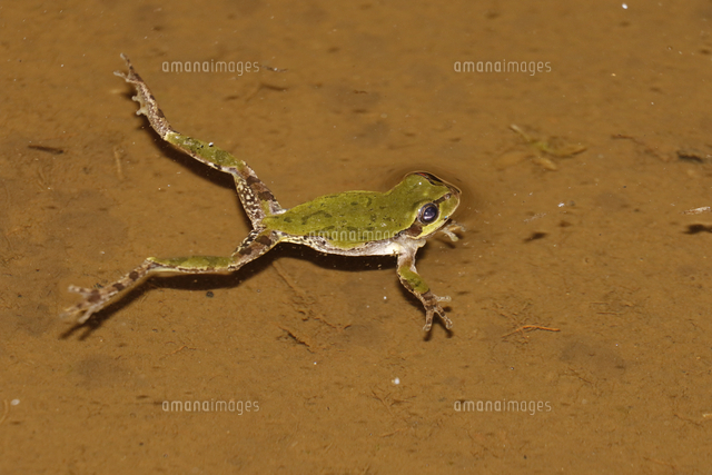 泳ぐアマガエル の写真素材 イラスト素材 アマナイメージズ