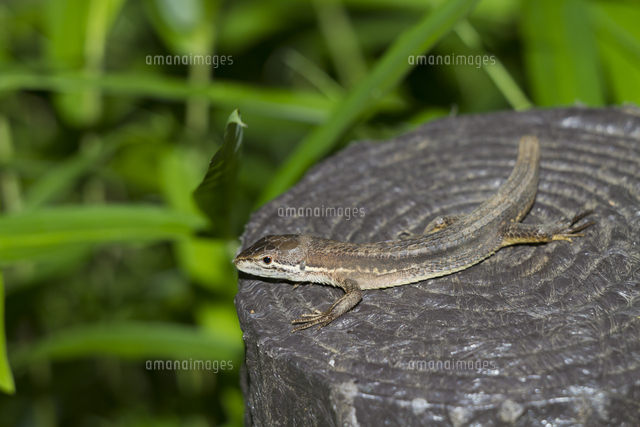 尾が切断したカナヘビ の写真素材 イラスト素材 アマナイメージズ