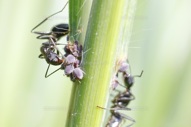 アブラムシの甘い排泄物を食べるクロヤマアリ の写真素材 イラスト素材 アマナイメージズ