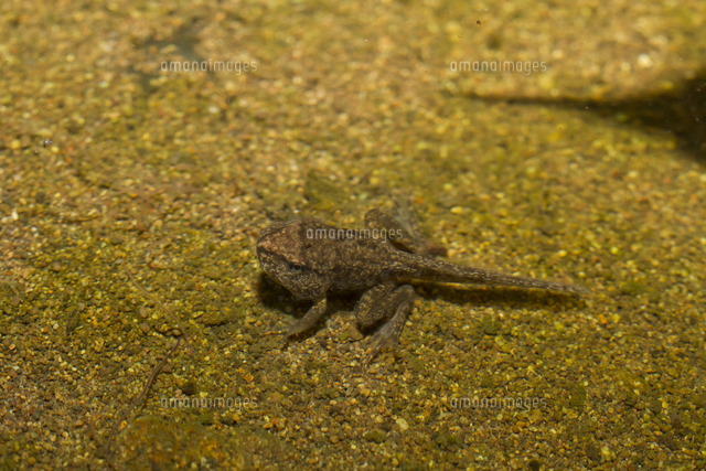 手足が出たヤマアカガエル幼生 の写真素材 イラスト素材 アマナイメージズ