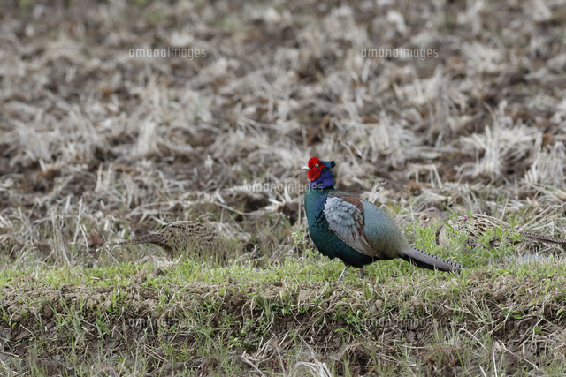 畦道を歩くキジ の写真素材 イラスト素材 アマナイメージズ 畦道を歩くキジ の写真素材 イラスト素材 アマナイメージズ