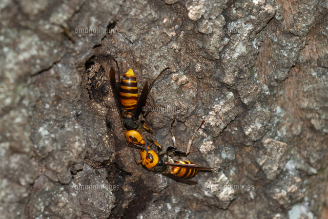 樹液を分け合うオオスズメバチ の写真素材 イラスト素材 アマナイメージズ