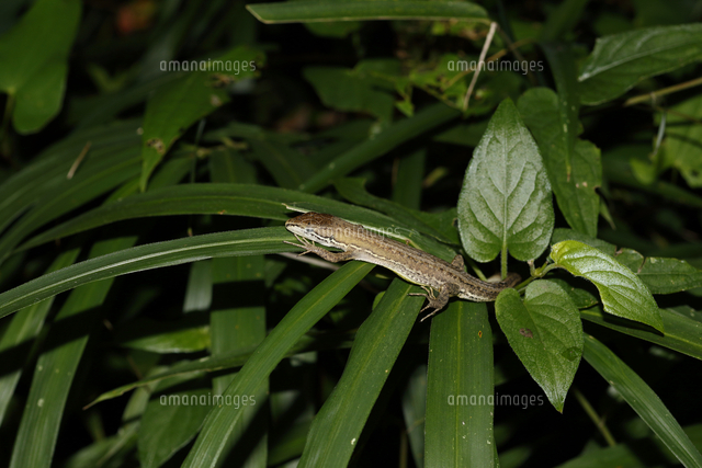 ササの葉の上で眠るニホンカナヘビ の写真素材 イラスト素材 アマナイメージズ
