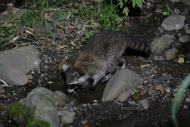 水溜りを前脚で探るアライグマ の写真素材 イラスト素材 アマナイメージズ