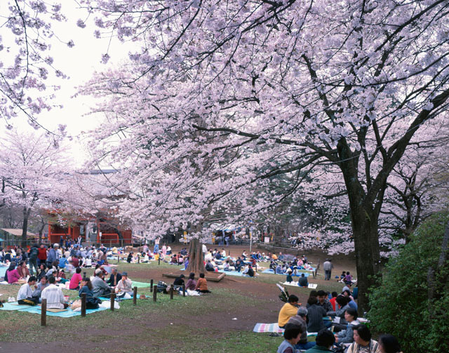桜咲く清水公園 の写真素材 イラスト素材 アマナイメージズ