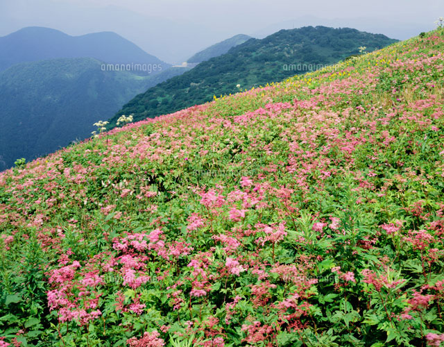 シモツケソウ咲く伊吹山 の写真素材 イラスト素材 アマナイメージズ