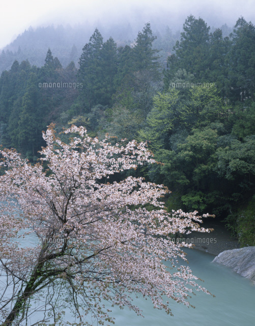 山桜咲く雨の根尾川[25041021014]の写真・イラスト素材｜アマナイメージズ 