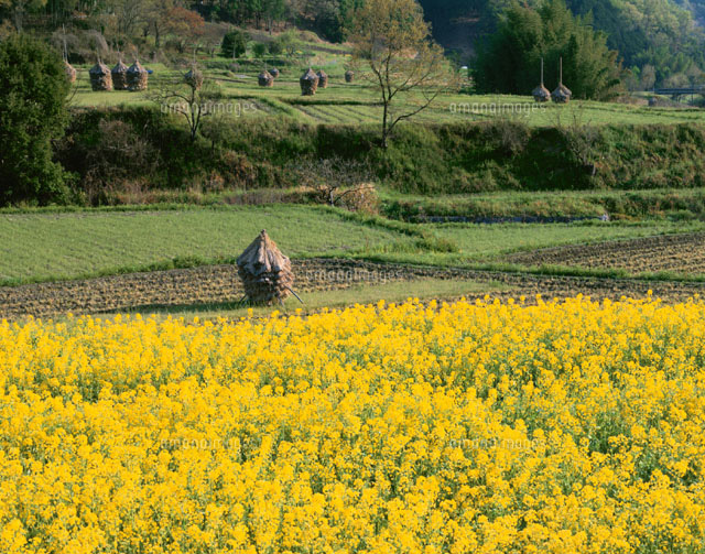 菜の花咲く飛鳥路 明日香村 の写真素材 イラスト素材 アマナイメージズ