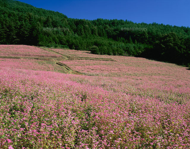赤ソバの花畑 箕輪町 長野県 の写真素材 イラスト素材 アマナイメージズ