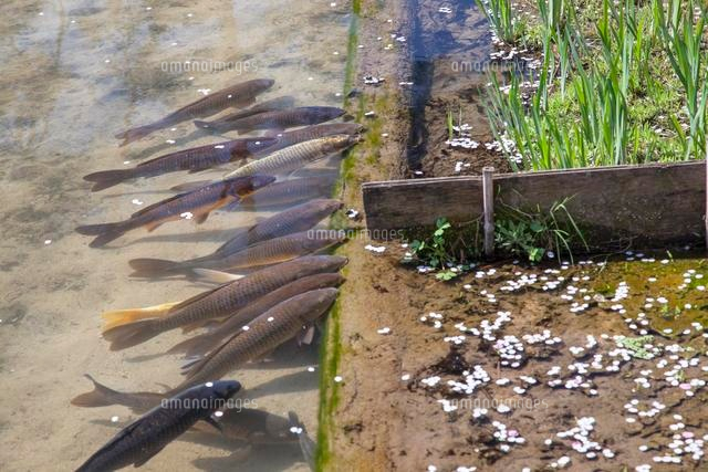 竹田寺町通りの用水路の鯉 の写真素材 イラスト素材 アマナイメージズ