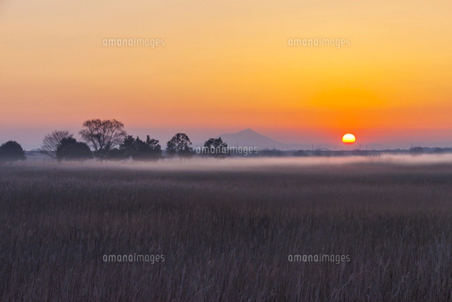 朝もやのかかる渡良瀬遊水地[25041029816]の写真・イラスト素材