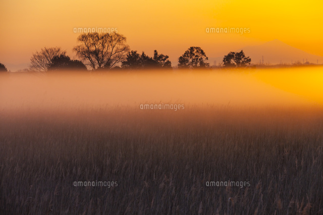 朝もやのかかる渡良瀬遊水地[25041029816]の写真・イラスト素材