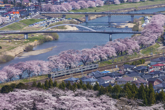 桜咲く船岡城址公園より東北本線を行く電車と白石川 の写真素材 イラスト素材 アマナイメージズ