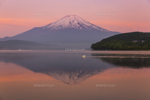 山中湖より望む朝の富士山と白鳥[25041031422]の写真・イラスト素材 