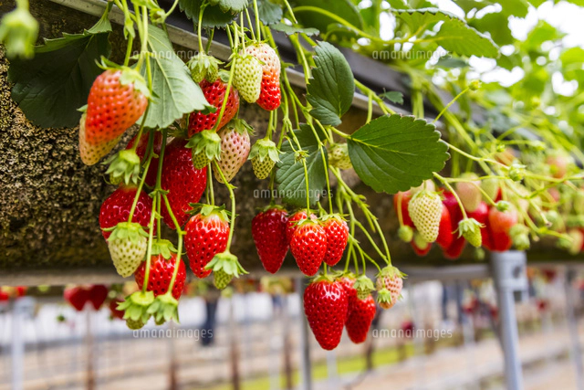 ハンノキ滝とソーメン滝 の写真素材 イラスト素材 アマナイメージズ