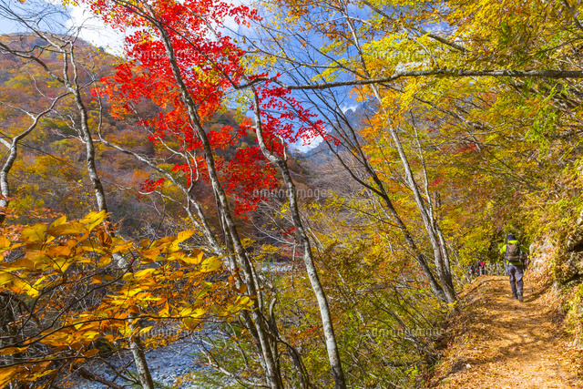 西沢渓谷の紅葉 の写真素材 イラスト素材 アマナイメージズ