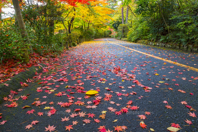 再度公園の落ち葉と道 の写真素材 イラスト素材 アマナイメージズ