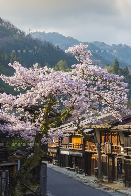 桜咲く朝の妻籠宿[25041035419]の写真・イラスト素材｜アマナイメージズ