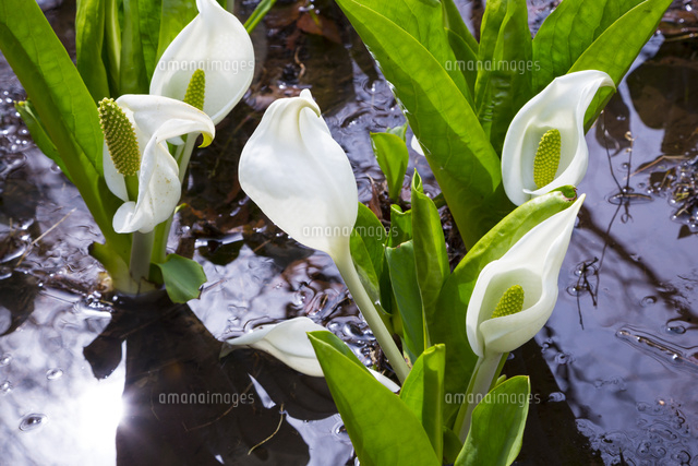 水芭蕉咲く水芭蕉公園 の写真素材 イラスト素材 アマナイメージズ