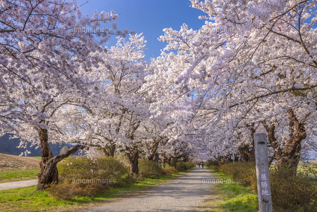 北上展勝地の桜並木のライトアップ[25041036980]の写真