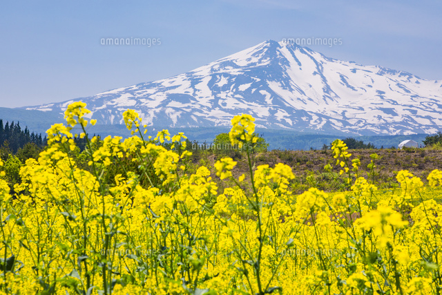 菜の花と鳥海山 の写真素材 イラスト素材 アマナイメージズ