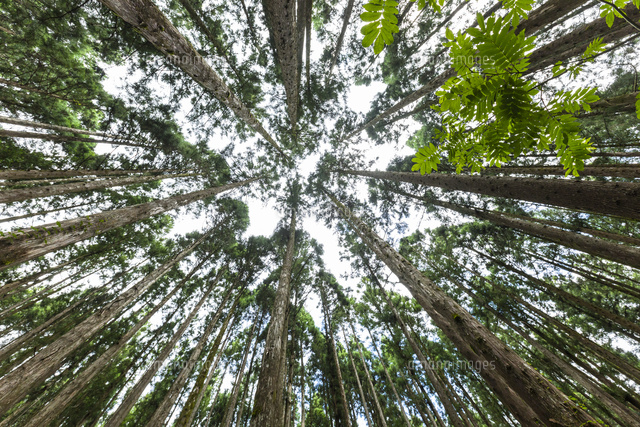 ヒノキ林 の写真素材 イラスト素材 アマナイメージズ