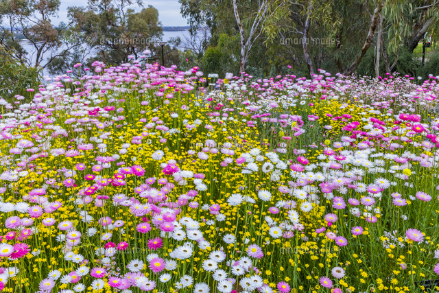 キングスパークのワイルドフラワー の写真素材 イラスト素材 アマナイメージズ
