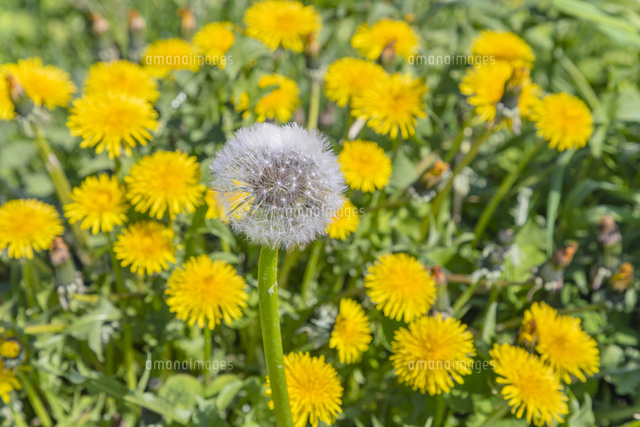 タンポポの花と穂 の写真素材 イラスト素材 アマナイメージズ