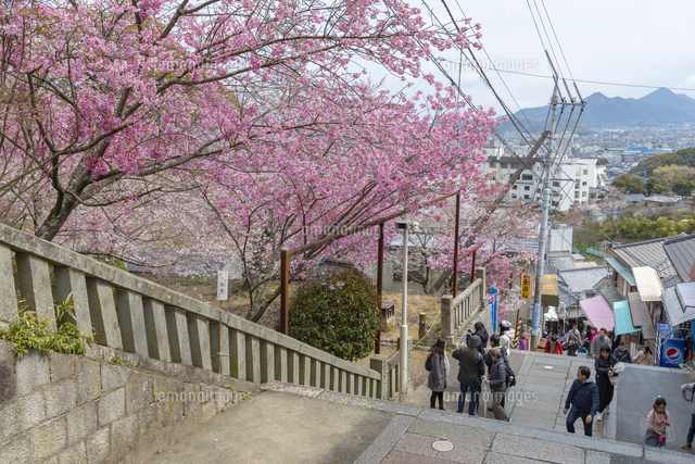 桜が咲くこんぴらさんの参道 の写真素材 イラスト素材 アマナイメージズ 桜が咲くこんぴらさんの参道 の写真素材 イラスト素材 アマナイメージズ