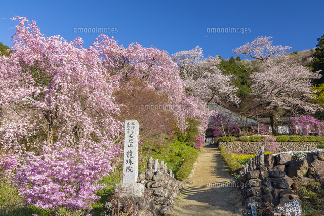 桜が咲く龍珠院[25041039834]の写真・イラスト素材｜アマナイメージズ