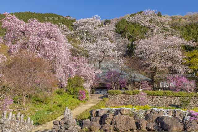 桜が咲く龍珠院[25041039837]の写真・イラスト素材｜アマナイメージズ