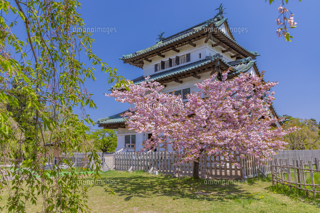桜が咲く弘前城 の写真素材 イラスト素材 アマナイメージズ