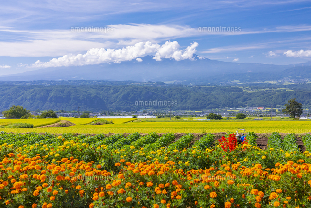 花畑と蓼科山方面 の写真素材 イラスト素材 アマナイメージズ