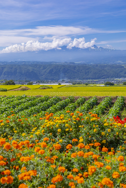 花畑と蓼科山方面 の写真素材 イラスト素材 アマナイメージズ