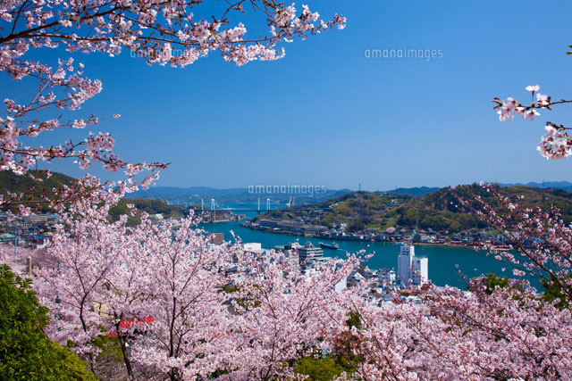 千光寺公園の桜と尾道水道[25053008985]の写真・イラスト素材｜アマナ
