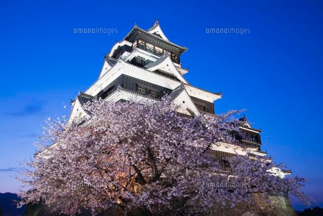桜咲く熊本城夜景 の写真素材 イラスト素材 アマナイメージズ