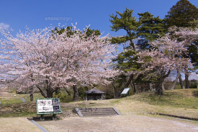 桜咲く多賀城政庁跡[25053014228]の写真・イラスト素材｜アマナイメージズ