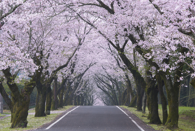 桜並木 大横川（桜並木） | 関東地方の絶景スポット | 日本絶景探訪