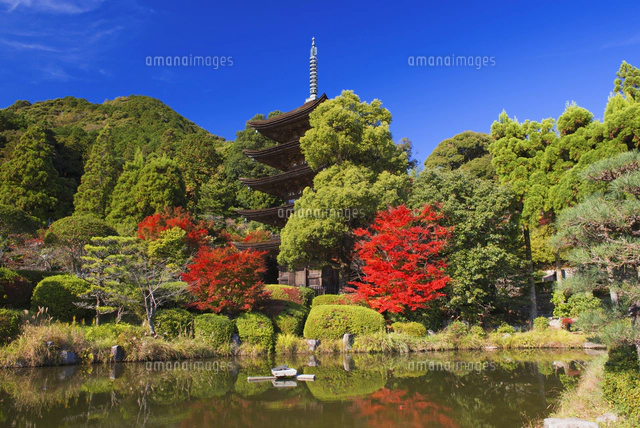 秋の瑠璃光寺五重塔[25053016517]の写真・イラスト素材｜アマナイメージズ