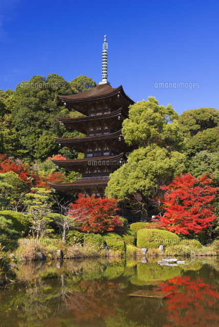 秋の瑠璃光寺五重塔[25053016517]の写真・イラスト素材｜アマナイメージズ