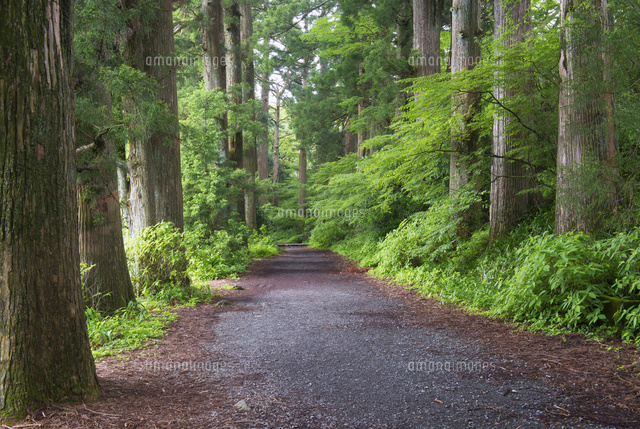 箱根旧街道杉並木 の写真素材 イラスト素材 アマナイメージズ