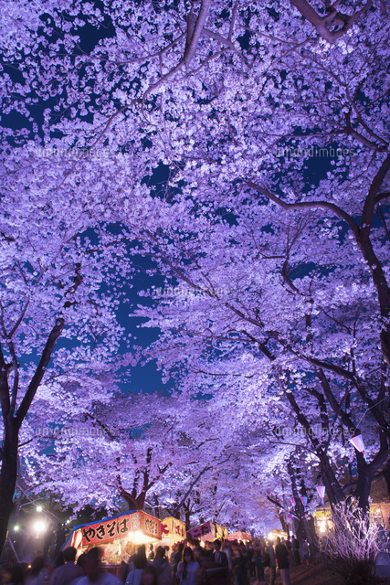 赤城南面千本桜夜景[25053018270]の写真・イラスト素材｜アマナイメージズ