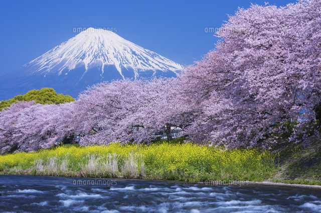 桜咲く潤井川龍巌淵より望む富士山[25053018386]の写真・イラスト素材