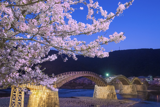 桜咲く錦帯橋夜景[25053019879]の写真・イラスト素材｜アマナイメージズ
